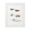 Framed artwork featuring detailed illustrations of aquatic creatures and plants.