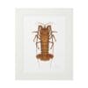Illustration of a brown lobster on a white background with a white frame.