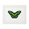Green and black butterfly illustration framed in white.