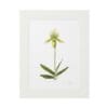 Framed botanical illustration of a green and white orchid flower.