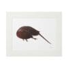 Illustration of a horseshoe crab with a long tail spine on a white background.