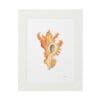 Framed art print of a detailed seashell illustration.