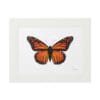 Framed illustration of a vibrant orange and black butterfly.