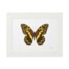 A detailed butterfly illustration framed in white.