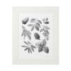 Black and white botanical print featuring various leaves and seeds.