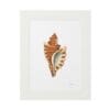 Framed artwork featuring a detailed seashell illustration.