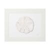 Framed artwork of a sand dollar with a neutral background.