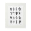 Framed black and white shell illustrations in a grid layout.