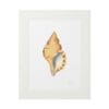 A framed artwork of a detailed seashell illustration.