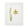 Framed botanical illustration of a flowering plant with detailed leaf and flower structures.