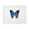 A vibrant blue butterfly framed in white.