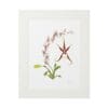 Framed botanical illustration of a star-shaped orchid with green leaves.