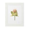 Framed botanical illustration of a stylized flower with green leaves.