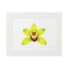 Framed artwork of a green and yellow orchid on white background.