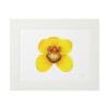 A bright yellow flower illustration in a white frame.
