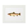 Illustration of a brown trout fish on white background.