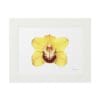 Framed yellow orchid flower art print with a white mat.