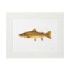 A framed illustration of a brown trout fish on white background.