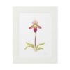 Delicate pink and green orchid illustration in a white frame.